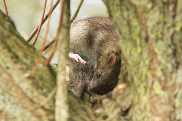 Brown rat in tree 