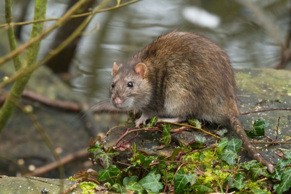 rat in undergrowth