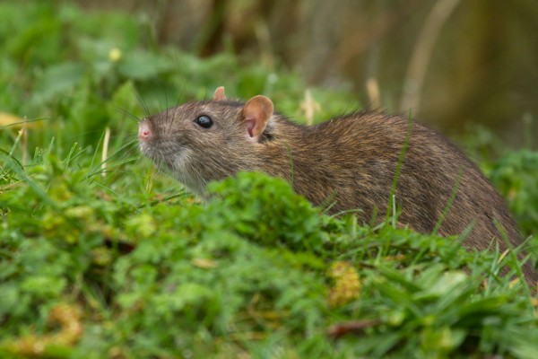 rat in undergrowth