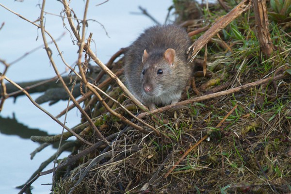 Brown rat (Rattus norvegicus) foraging at the edge of Falmer Pond, East Sussex.