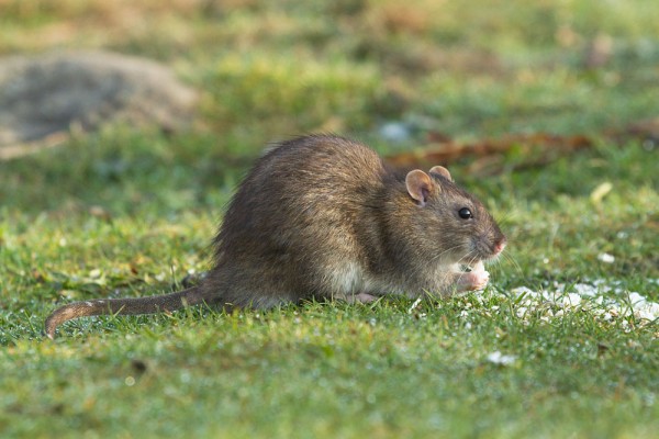 Brown rat (Rattus norvegicus) foraging at the edge of Falmer Pond, East Sussex.