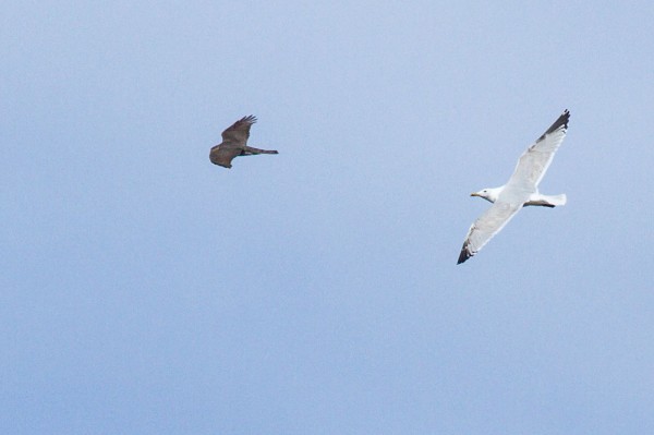 Sparrowhawk and herring gull