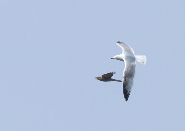 Sparrowhawk and herring gull