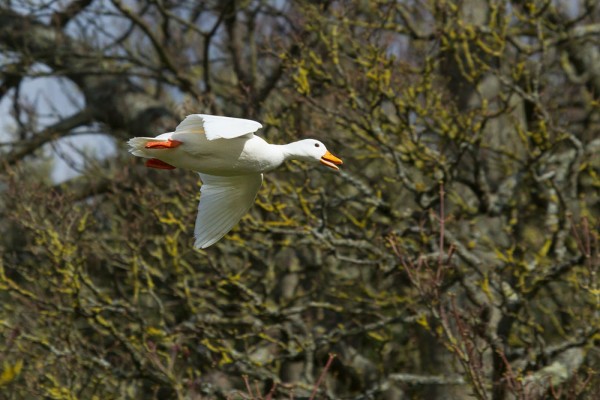 White duck in flight