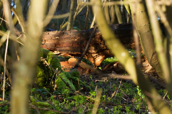 Fallen trees in woodland