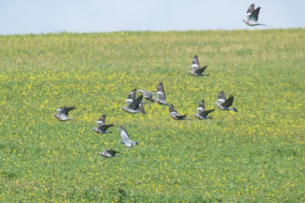 Flock of woodpigeons