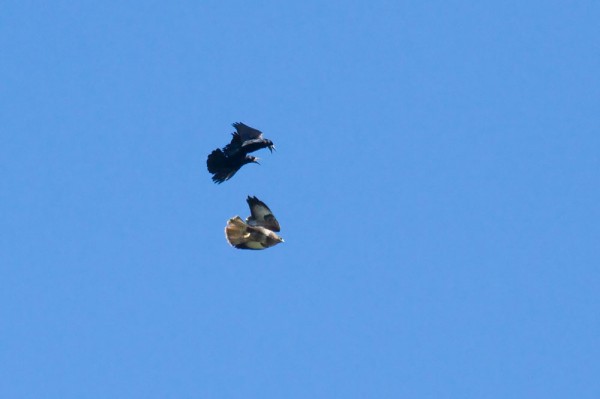 Buzzard being mobbed by rooks