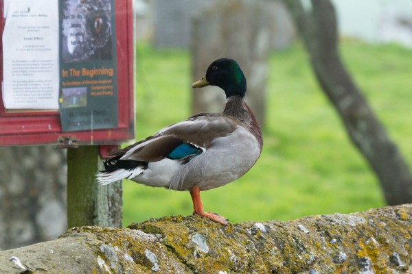 Duck on wall reading poster on church noticeboard