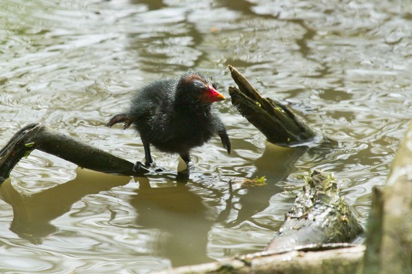 Moorhen chick paddling