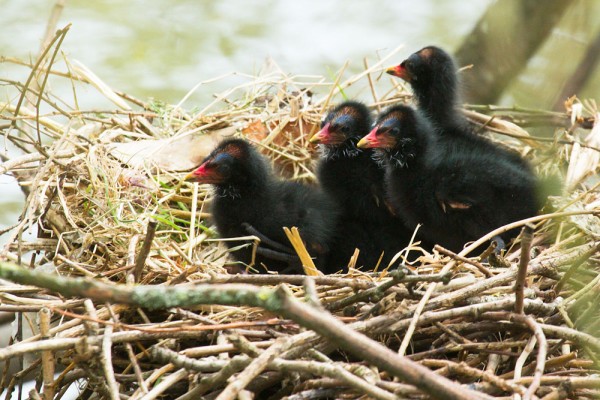 Moorhen chicks
