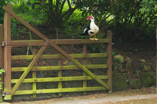 Male Muscovy duck on gate