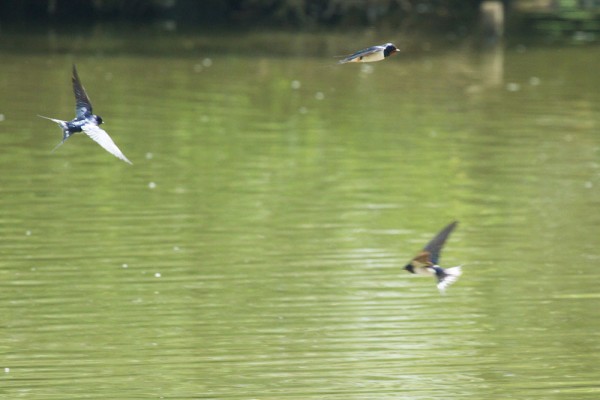 Swallows flying over Falmer Pond