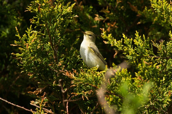 Willow warbler (or chiffchaff)