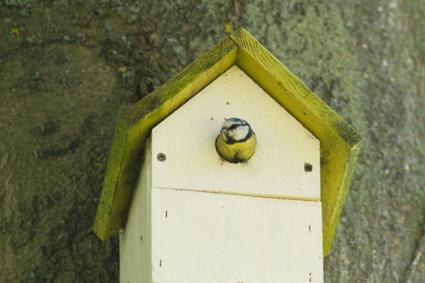 Blue tit at nesting box