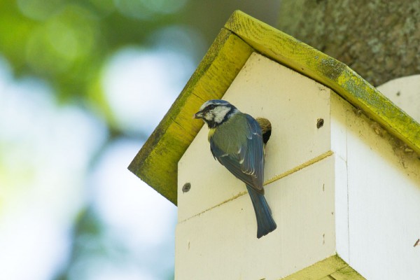 Blue tit at nesting box