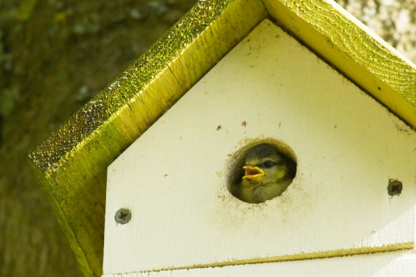 Baby blue tit in nest box