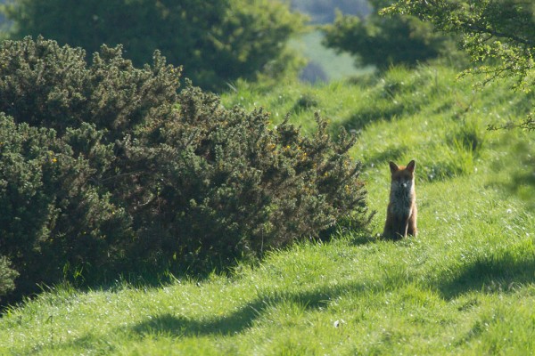 fox at castle hill