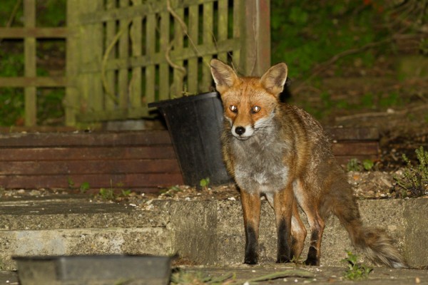 Fox in suburban garden