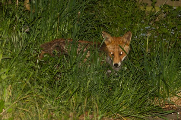 fox in long grass