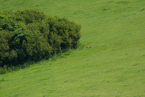 Two foxes in field at Falmer