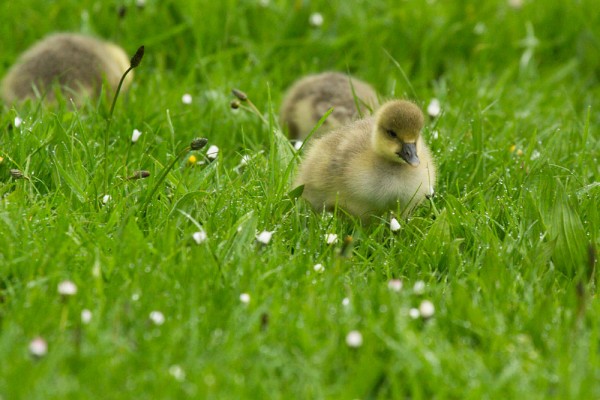 greylag goslings