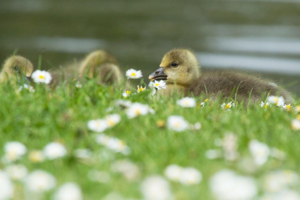 goslings and daisies