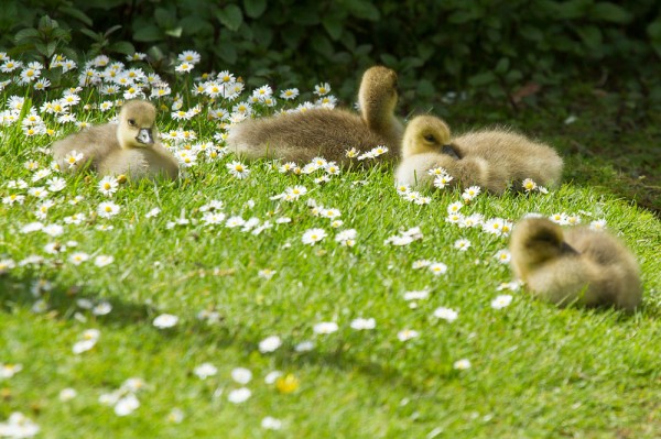 goslings and daisies