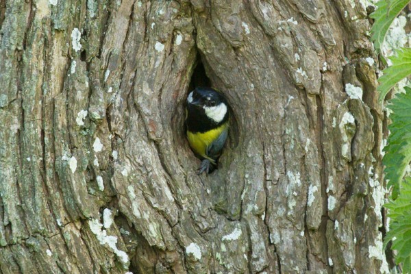 Great tit leaving nesting hole in tree