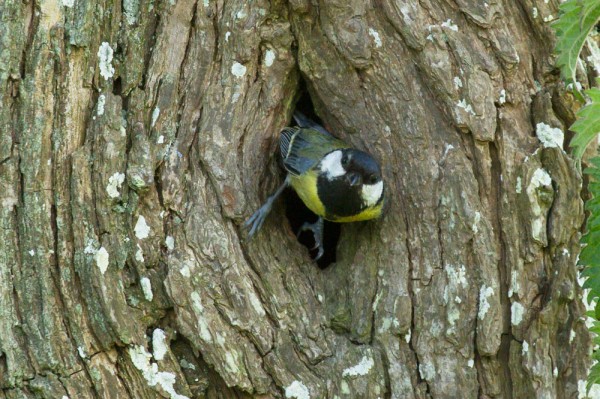 Great tit leaving nesting hole in tree