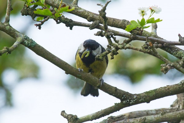 Great tit at nesting site