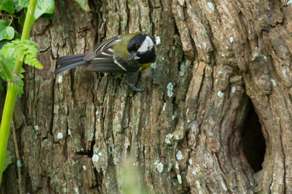 Great tit at nesting site