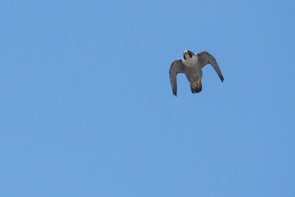 Peregrine falcon over West Street, Brighton