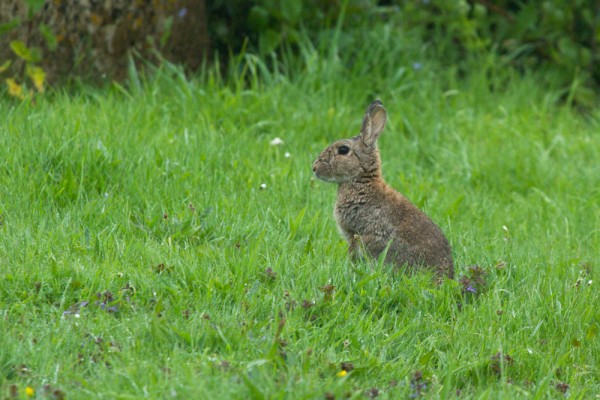 Watchful rabbit
