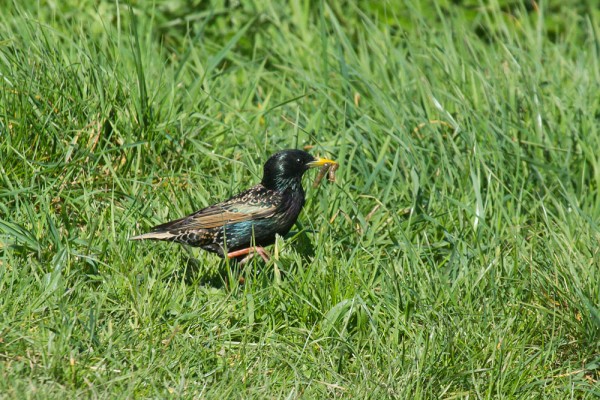 starling with worm
