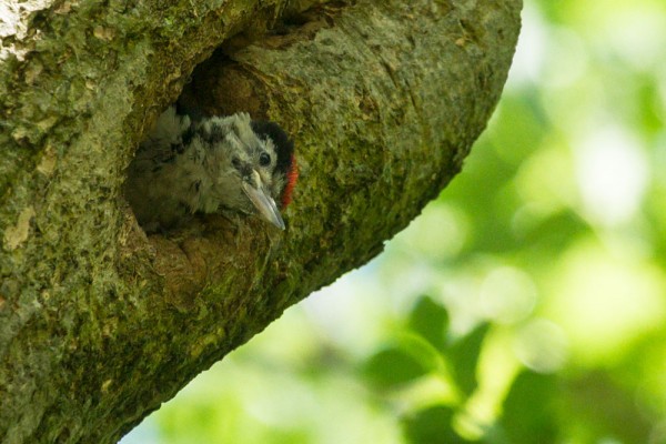 Great spotted woodpecker chick