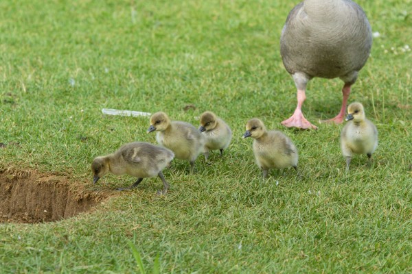 Greylag goslings
