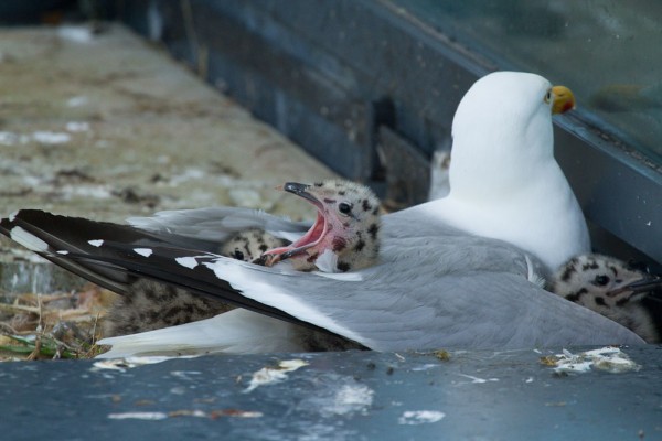 Herring gulls and chicks