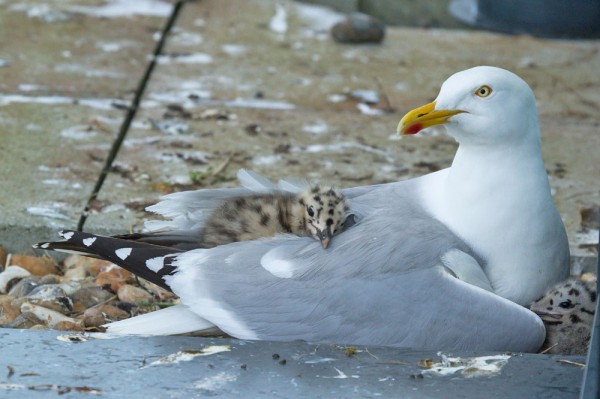 Herring gulls and chicks