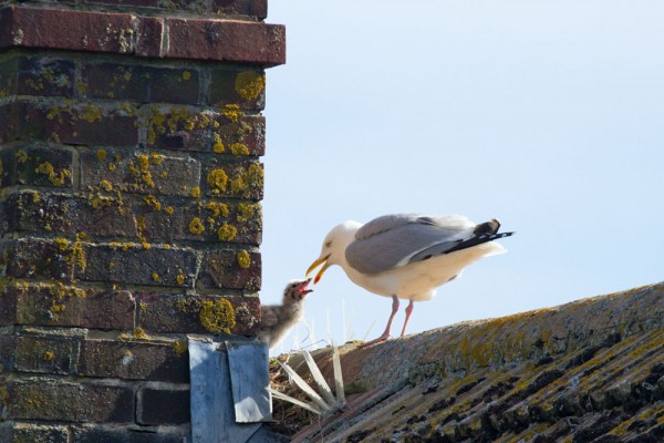 Herring gull and chick
