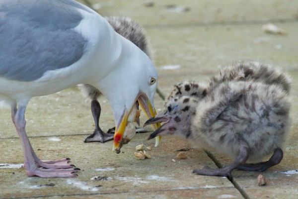 herring gull chicks feeding