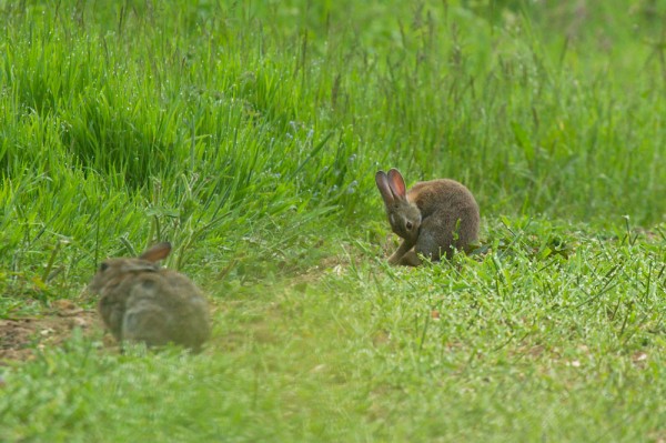 Rabbit in field