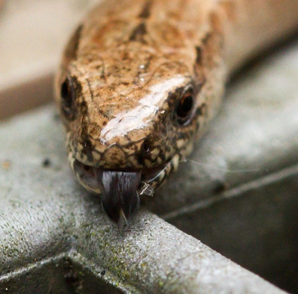 Slow worm with tongue flicking out