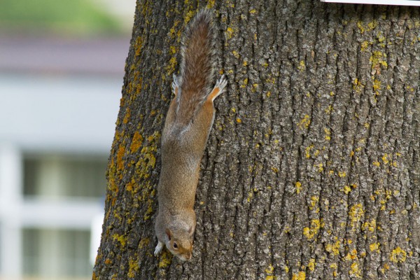 Grey squirrel (with reddish hue) on tree