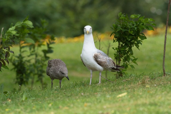 Herring gull chick and juvenile