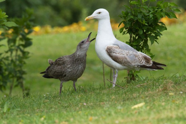 Herring gull chick and juvenile