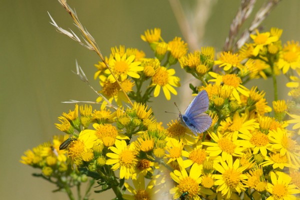 Common blue butterflies
