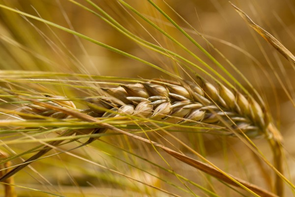 Single stalk of wheat