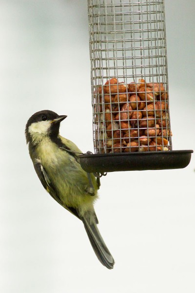 young great tit