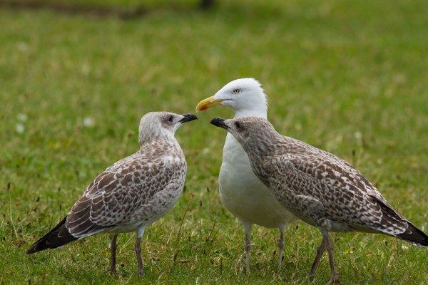 herring gulls feeding