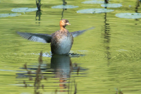 little grebe (dabchick) at Woods Mill